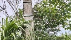 Di tích Trại An trí Trà Kê bị mía, cây cối bao phủ. (Nguồn: baogiaothong.vn)
