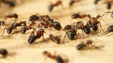 Phát hiện kinh ngạc về số lượng kiến trên Trái Đất