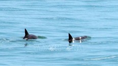 CITES phạt Mexico do không thể bảo vệ loài cá heo Thái Bình Dương