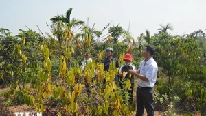 Diện tích cây càphê tại xã Ea Trul, huyện Krông Bông bị ảnh hưởng do hạn hán kéo dài. Ảnh: Tuấn Anh/TTXVN.