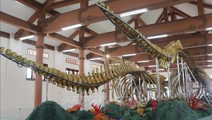 Hai bộ xương cá Voi có chiều dài trên 22m và 18m được phục dựng phục vụ du khách tham quan ở huyện đảo Lý Sơn.