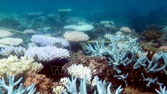 Brazil đối diện đợt tẩy trắng san hô nghiêm trọng chưa từng có