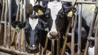 Mỹ nhận định về thời gian xuất hiện và lây lan của virus H5N1 ở gia súc