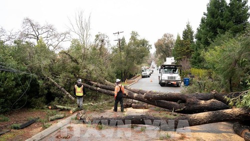 Cây cối bị quật đổ do mưa bão tại San Mateo, San Francisco, California, Mỹ, ngày 9/1/2023. 