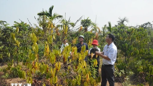 Diện tích cây càphê tại xã Ea Trul, huyện Krông Bông bị ảnh hưởng do hạn hán kéo dài. Ảnh: Tuấn Anh/TTXVN.