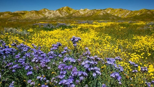 Hoa dại nở rộ ở California. Ảnh: Getty Images