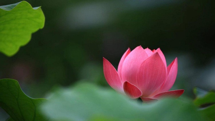 Làm thế nào để có cuộc sống bình an?