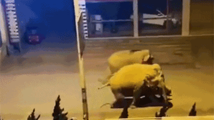 Đàn voi náo loạn đường phố Trung Quốc