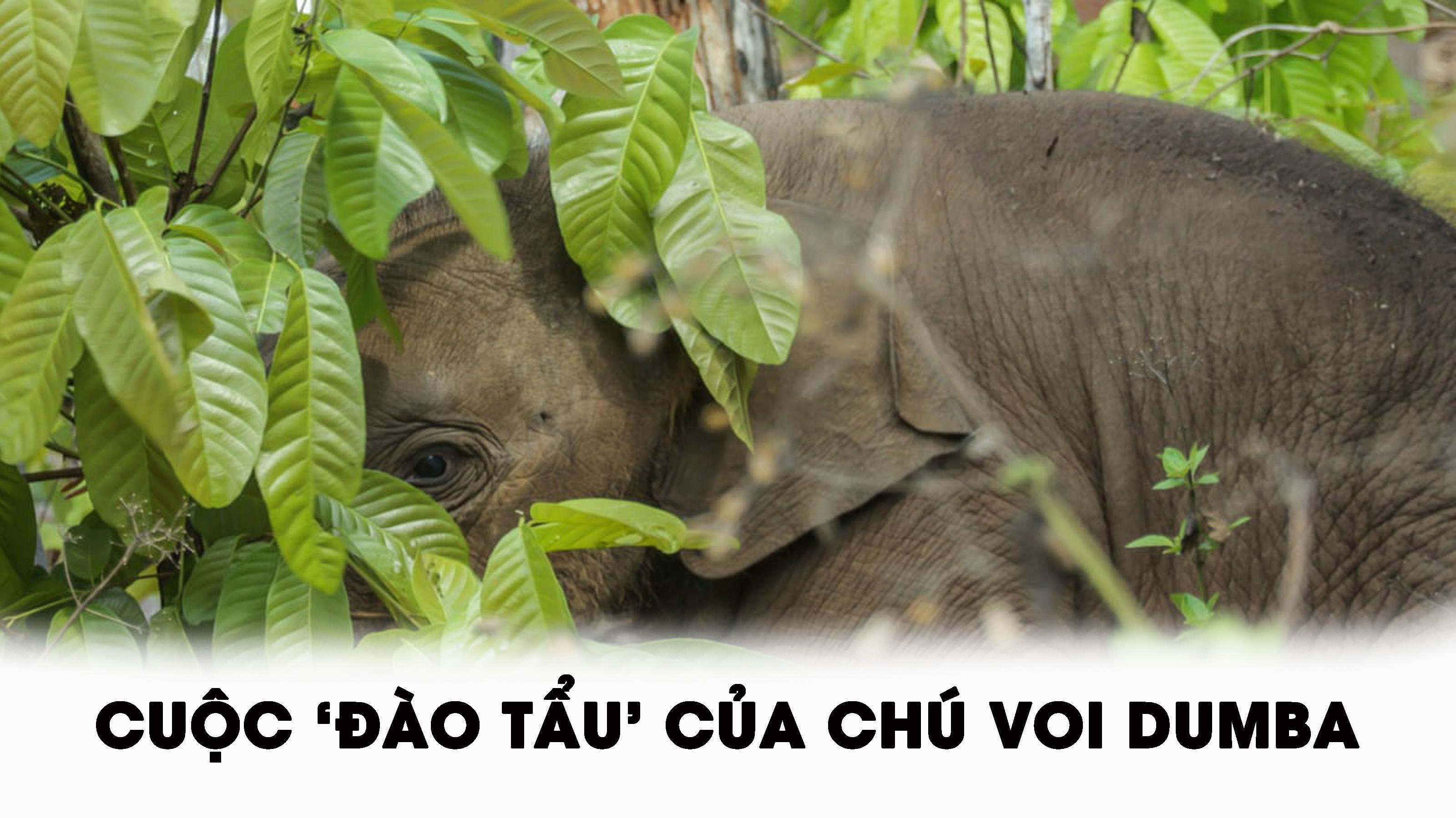 Cuộc ‘đào tẩu’ của chú voi Dumba 