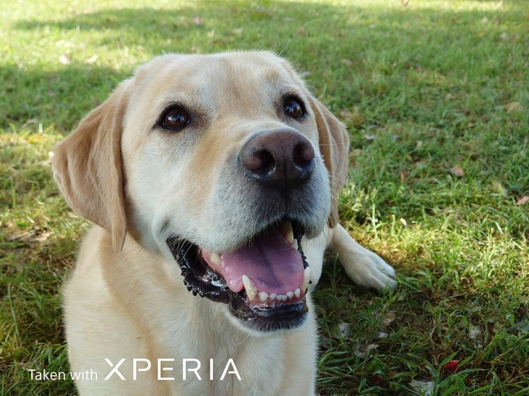 Sony Xperia Pro-I, chiếc smartphone được trang bị cảm biến của máy ảnh, giá ngang full-frame Sony ảnh 4
