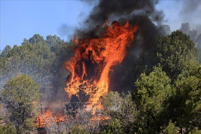 Lửa bốc ngùn ngụt tại đám cháy rừng ở Mỹ. Ảnh: Reuters/TTXVN