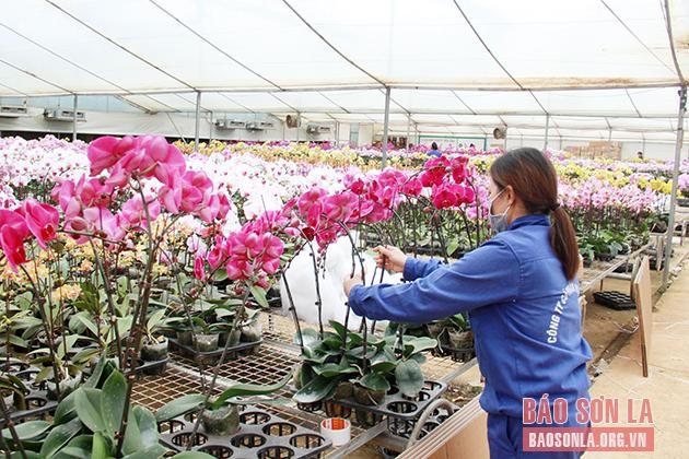 Chăm sóc hoa lan tại Công ty cổ phần hoa Nhiệt đới, xã Đông Sang, huyện Mộc Châu. 