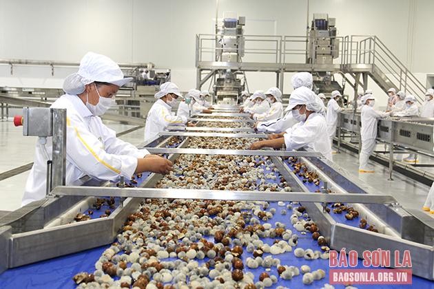 Dây chuyền chế biến nhãn của Nhà máy chế biến hoa quả tươi và thảo dược Vân Hồ. (Ảnh: Báo Sơn La)