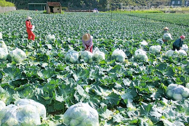Thu hoạch rau ở HTX rau an toàn tự nhiên, xã Đông Sang, huyện Mộc Châu