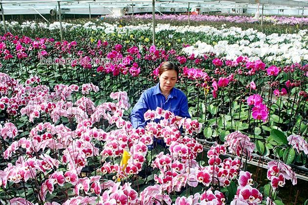 Công ty cổ phần Hoa nhiệt đới Mộc Châu sử dụng giống lan nuôi cấy mô sản xuất trong nhà màng chất lượng cao.