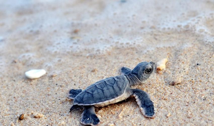 Vườn Quốc gia Côn Đảo ấp nở và thả về biển gần 123.000 rùa biển