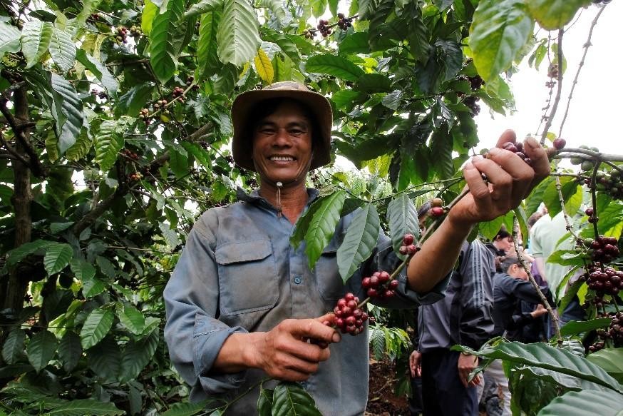 Hậu quả của biến đổi khí hậu đối với người trồng cà phê Việt Nam 