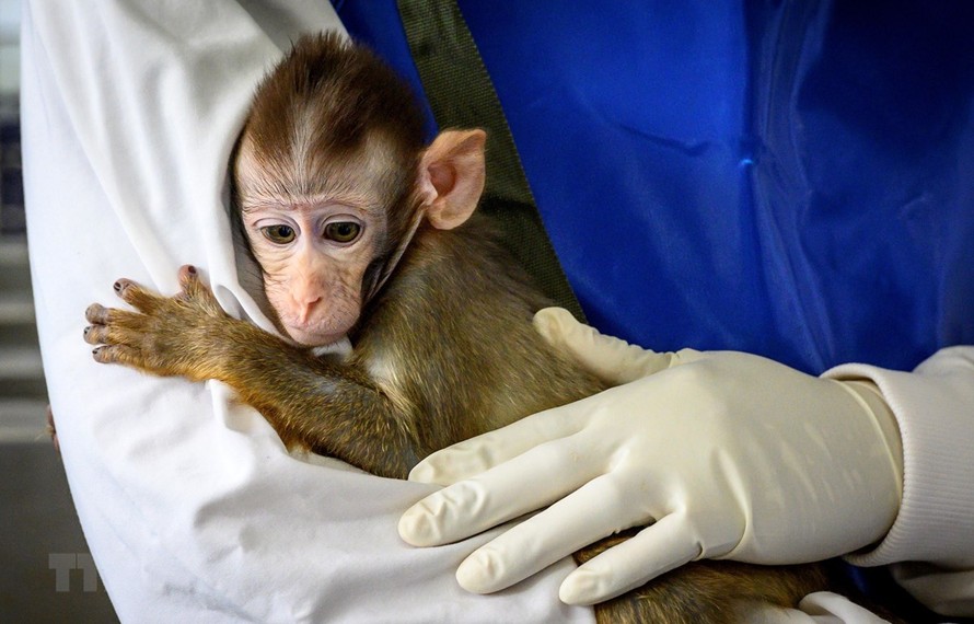 Thái Lan thử nghiệm vắcxin phòng COVID-19 trên loài khỉ. Một nhóm nhà nghiên cứu Thái Lan phối hợp với Đại học Pennsylvania (Mỹ) phát triển vắcxin phòng COVID-19. (Ảnh: AFP/TTXVN)