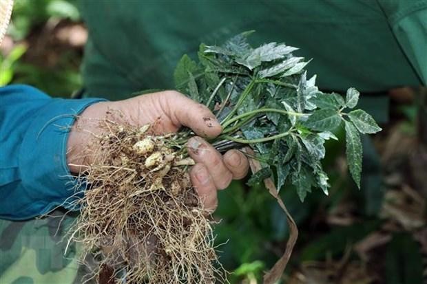 Công nhân Công ty cổ phần sâm Ngọc Linh Kon Tum đang nhổ sâm giống tại vườn ươm để đi trồng. (Ảnh: TTXVN)
