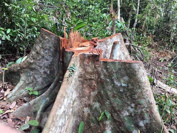 Hiện trường vụ phá rừng ở khoảnh 5, tiểu khu 781, thôn 1, xã Trà Kót. (Ảnh: Đỗ Trưởng/TTXVN)