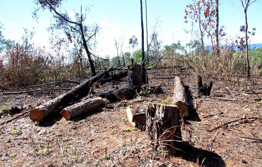 Hàng trăm gốc cây thông đã bị đốt cháy, đốn hạ nằm la liệt. (Ảnh: Đặng Tuấn/TTXVN)