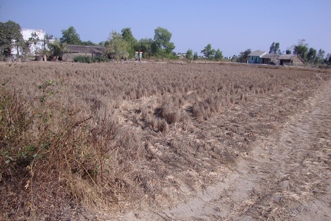 Nhiều diện tích lúa ở ĐBSCL bị chết khô do thiếu nước