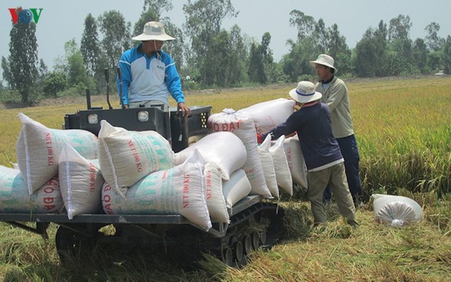 Lúa vụ Đông Xuân được mùa được giá, thuận lợi cho xuất khẩu.