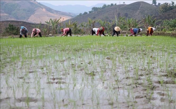Bà con nông dân tại huyện Tam Đường, tỉnh Lai Châu tập trung gieo cấy lúa vụ Đông Xuân cho đúng lịch thời vụ. Ảnh: Nguyễn Oanh/TTXVN