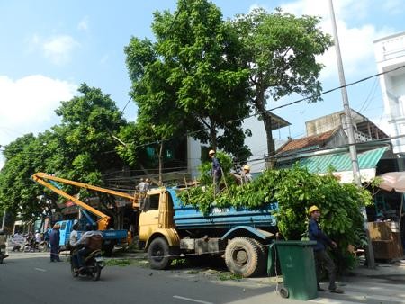 Hà Nội cắt tỉa hơn 70.000 cây xanh để đảm bảo an toàn mùa mưa bão