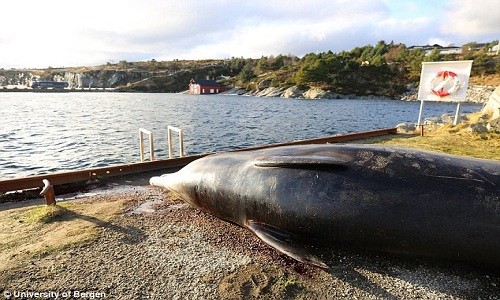 Con cá voi ốm yếu mắc cạn ở vùng nước nông thuộc đảo Sotra. Ảnh: Đại học Bergen.