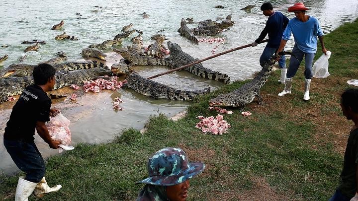 Thịt cá sấu 'cháy hàng' ở Thái Lan