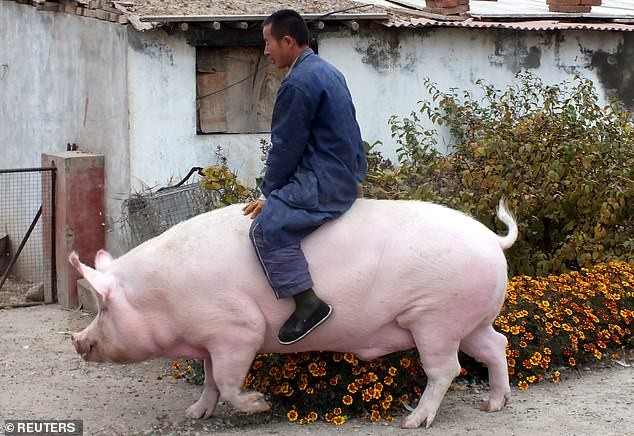 Lợn có cân nặng bằng gấu Bắc cực tại Trung Quốc