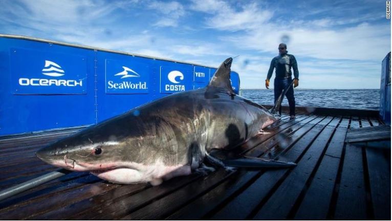 Phát hiện cá mập trắng nặng 1 tấn