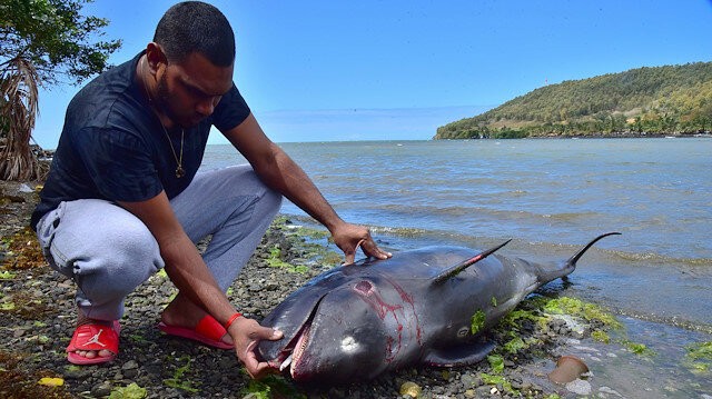 Ngư dân Mauritius nỗ lực cứu cá heo sau sự cố tràn dầu