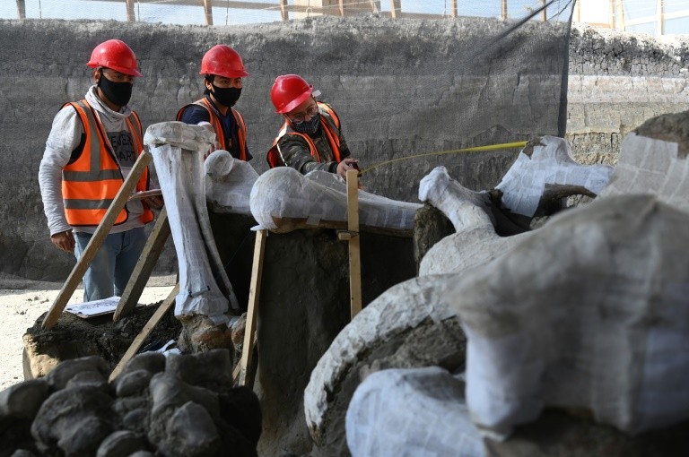 Nghĩa địa voi ma mút được khai quật tại sân bay của Mexico