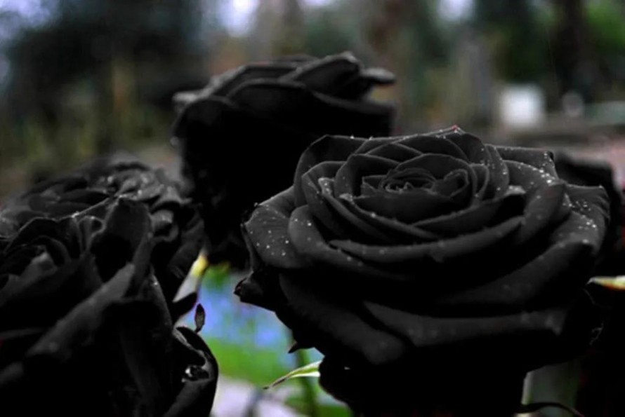 Giải cứu hoa hồng đen quý hiếm