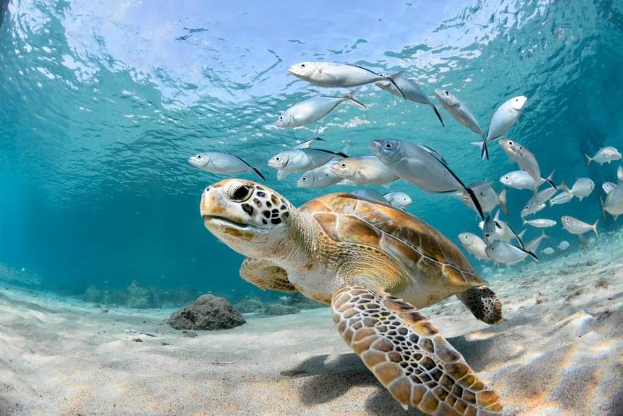 Gần 10% sinh vật biển bị đe dọa tuyệt chủng 