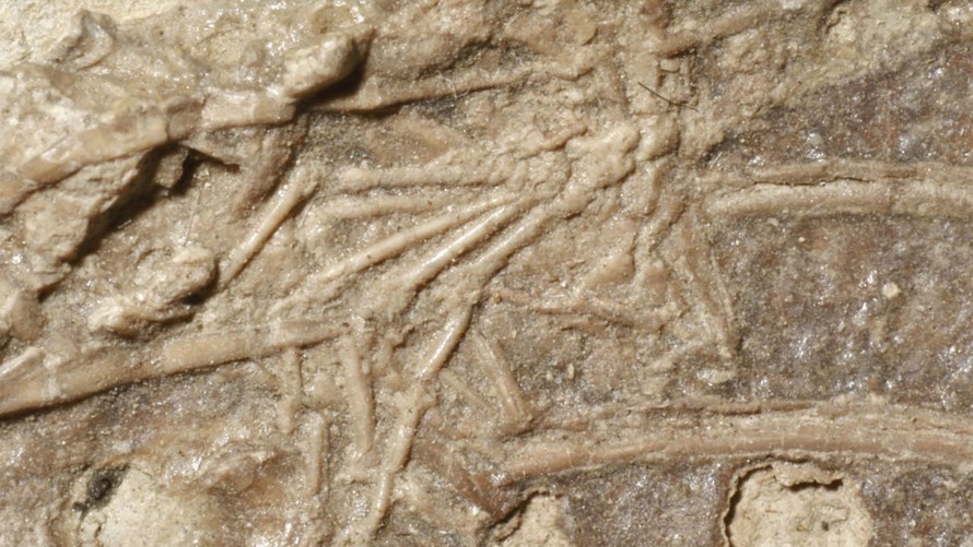 Cận cảnh bàn chân của một loài động vật có vú nhỏ, dài khoảng 1 cm, giữa các xương sườn của hóa thạch Microraptor.