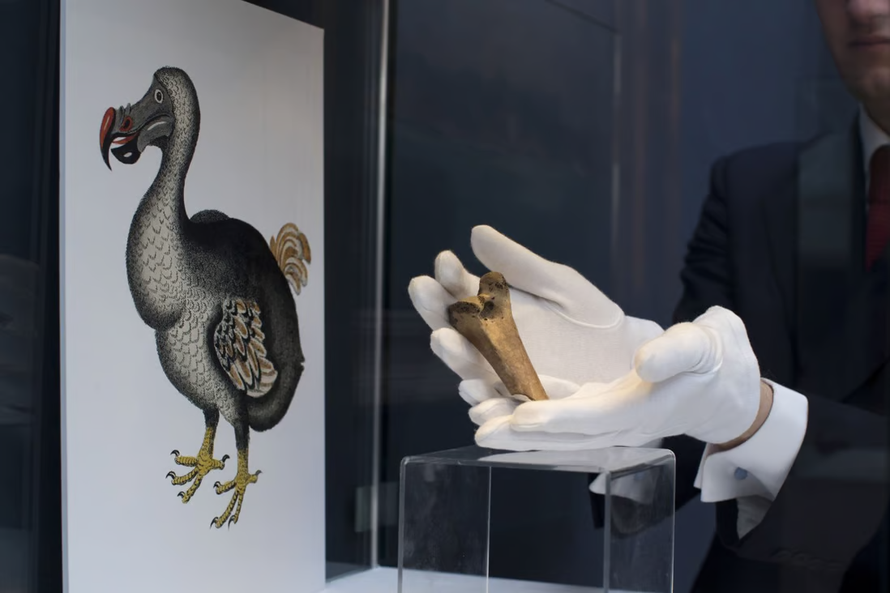 Tham vọng hồi sinh loài chim dodo