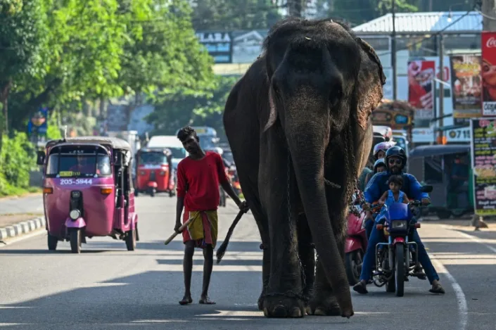 Sri Lanka cấm đồ nhựa dùng một lần để cứu loài voi