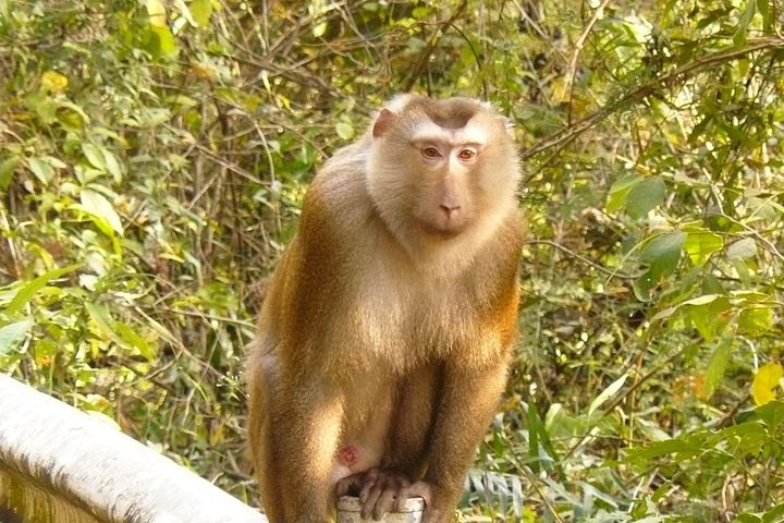 Người dân giao nộp khỉ quý hiếm tại Kon Tum
