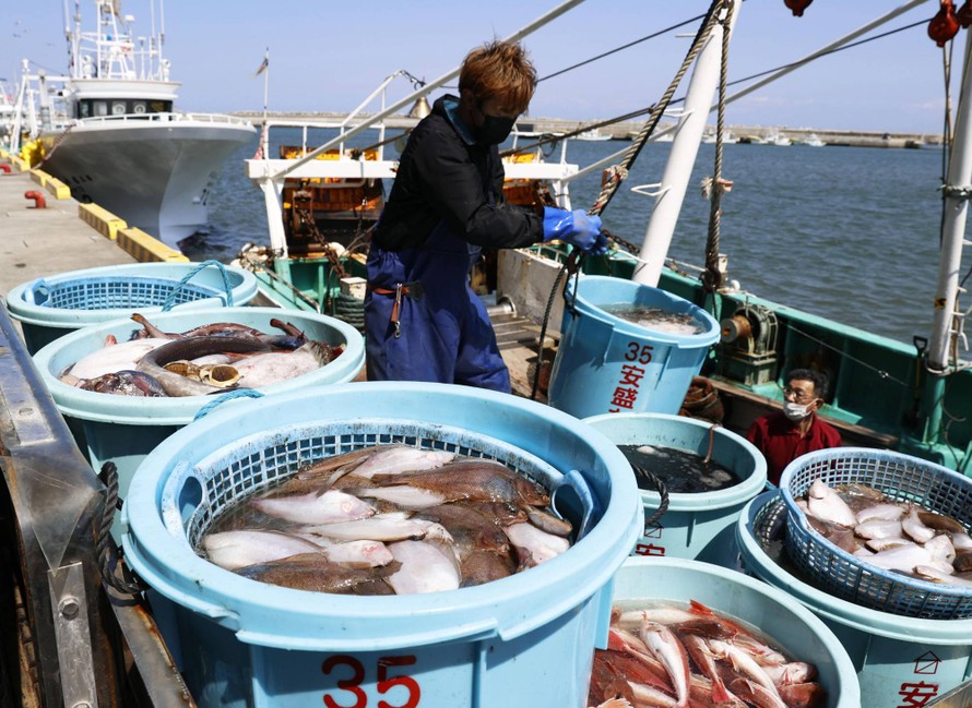 Nhật Bản chưa phát hiện chất phóng xạ trong cá 