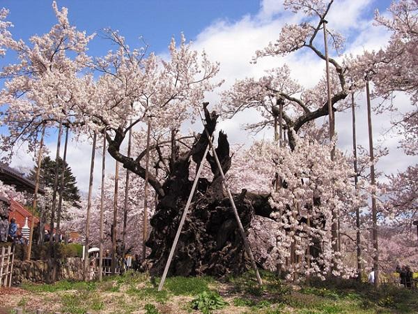 Cây anh đào khổng lồ đẹp nhất thế giới được xem như báu vật của Nhật Bản