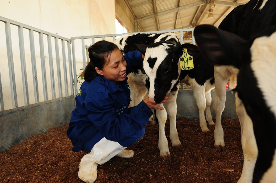 Các nhân viên trang trại chăm sóc đàn bò từ quan điểm “lấy bò làm trung tâm”.