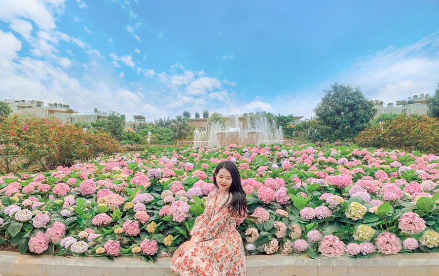Vườn hoa cẩm tú cầu lãng mạn tại FLC Sầm Sơn đầu tháng 4 sẽ trở lại rực rỡ tại Hạ Long (Ảnh: Thu Hiền)