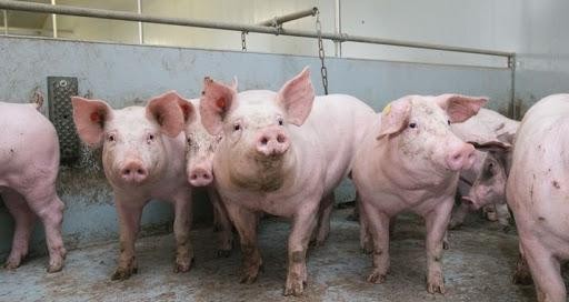 Philippines: Ban bố tình trạng thảm họa do dịch tả lợn châu Phi