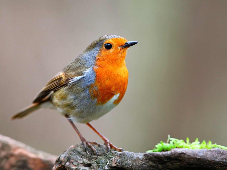 Các loài chim thay đổi hình dạng cơ thể thích nghi với Trái Đất ấm lên