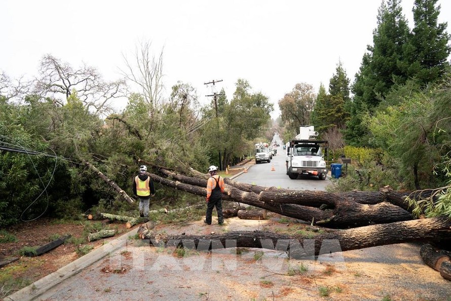 Cây cối bị quật đổ do mưa bão tại San Mateo, San Francisco, California, Mỹ, ngày 9/1/2023. 