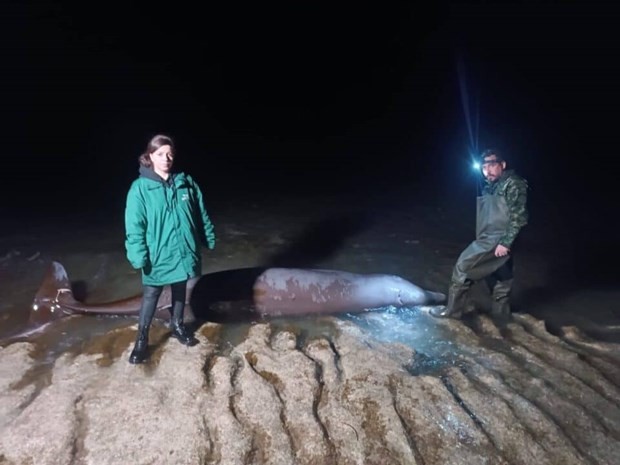 Nhiều xác cá voi dạt vào bờ biển CH Cyrus, nghi ảnh hưởng của động đất ở Thổ Nhĩ Kỳ