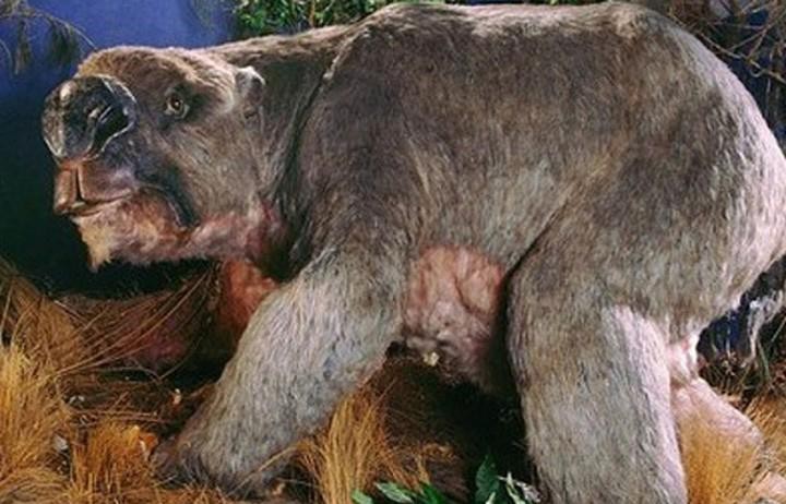 Phát hiện mới về loài gấu túi khổng lồ có từ cách đây 80.000 năm